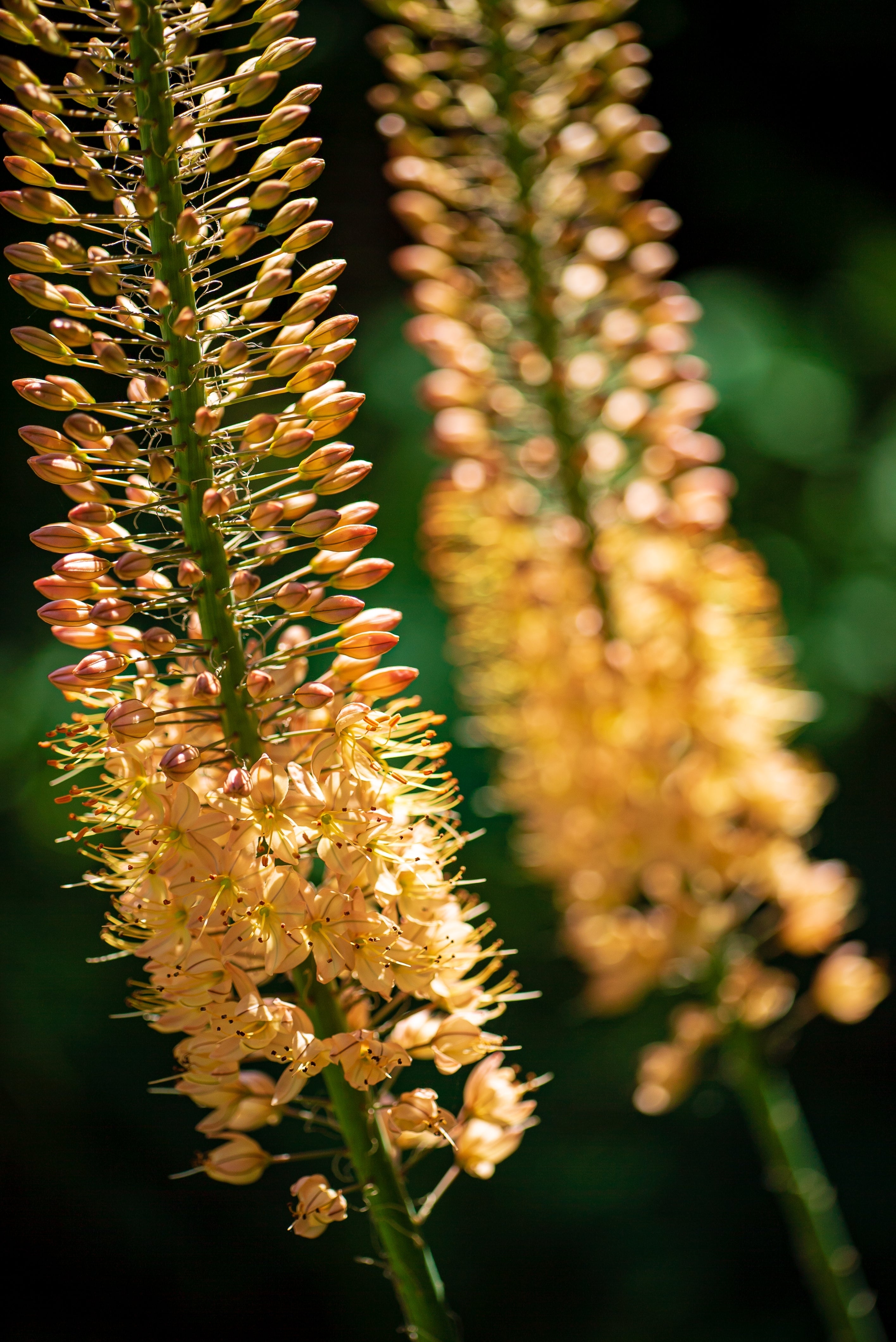 Eremurus - Isabellinus Pinokkio