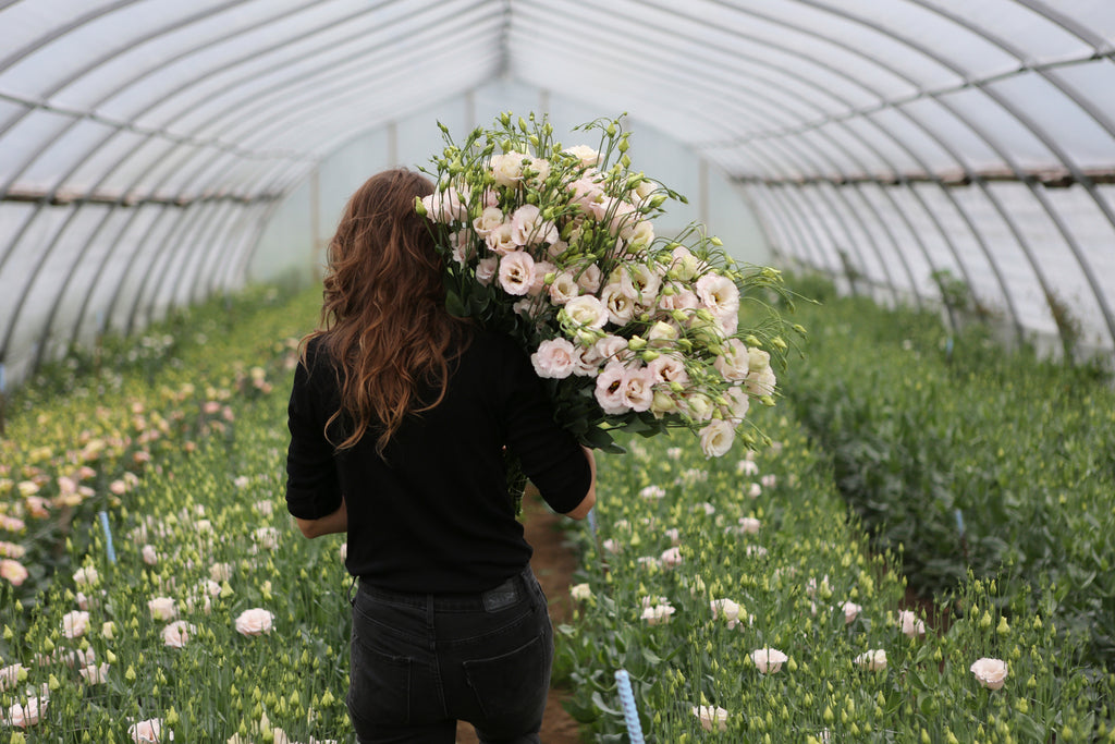 Ferme_Florale_Floramama_Vente_Plants_Annuelle