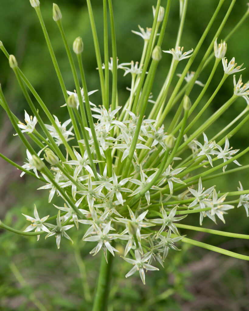 Allium Arctic Snow