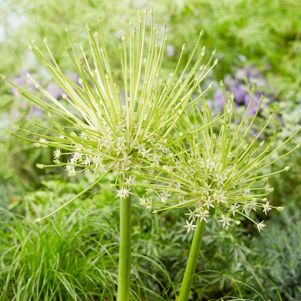 Allium Arctic Snow