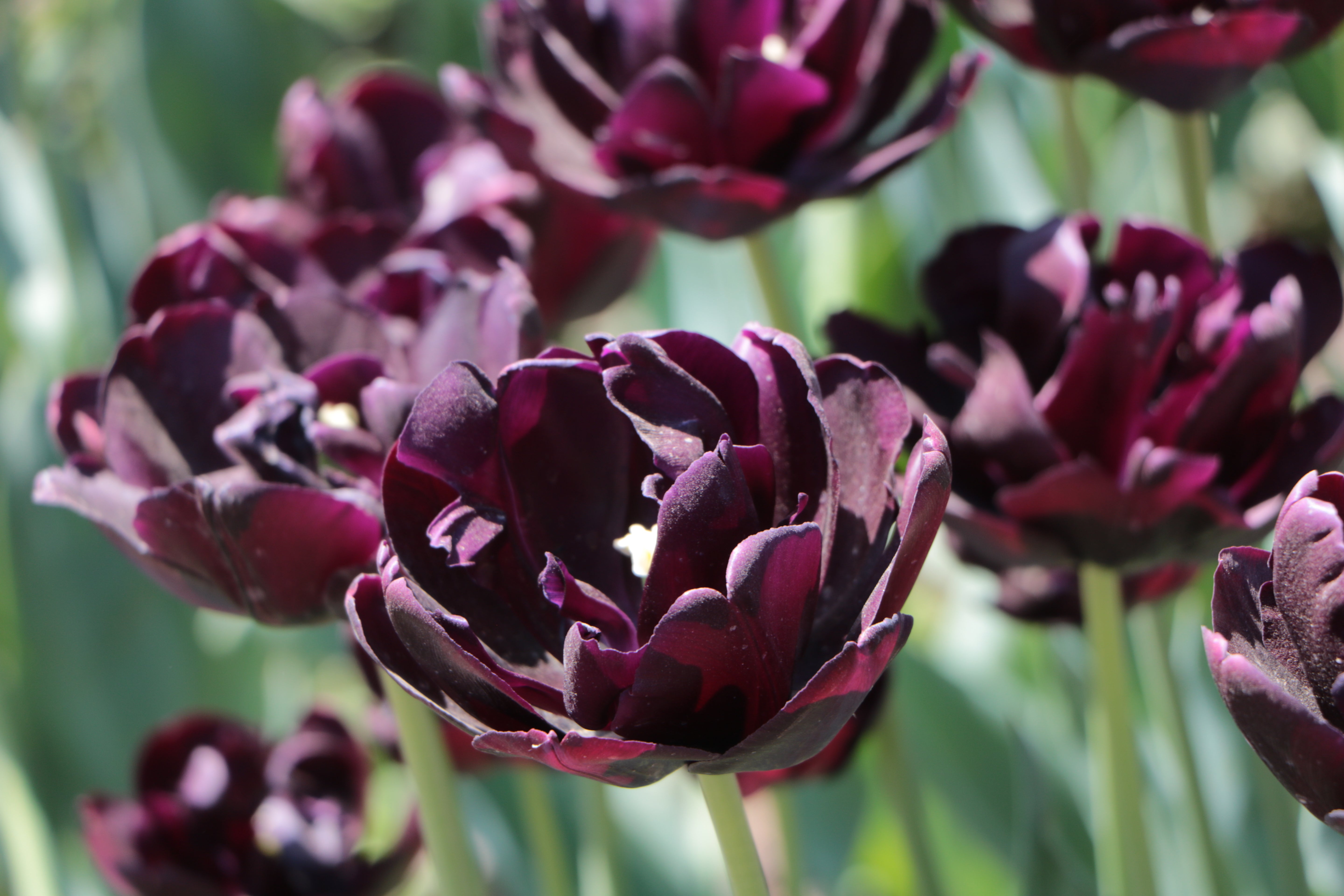 Tulipe - Black Hero