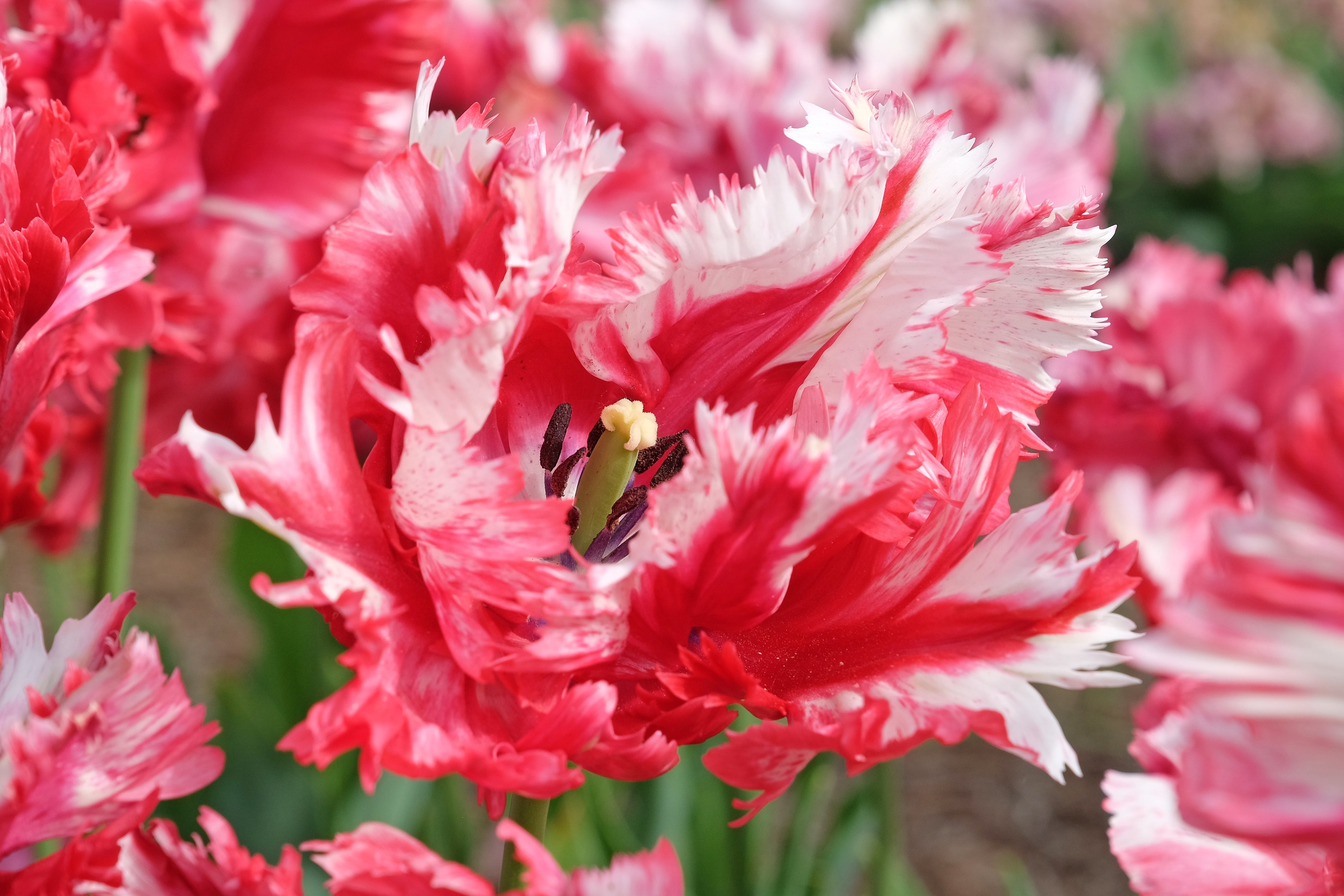 Tulipe - Estella Rijnveld