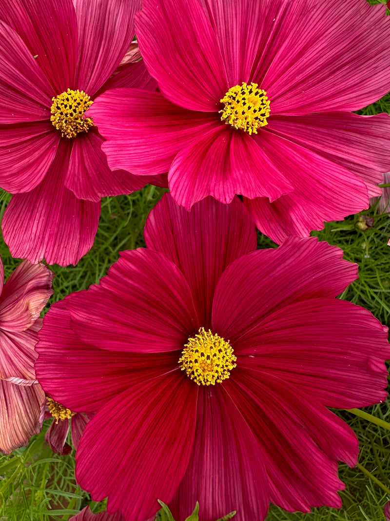 Floramama_Ferme_Florale_Cosmos_Rubenza_Semences