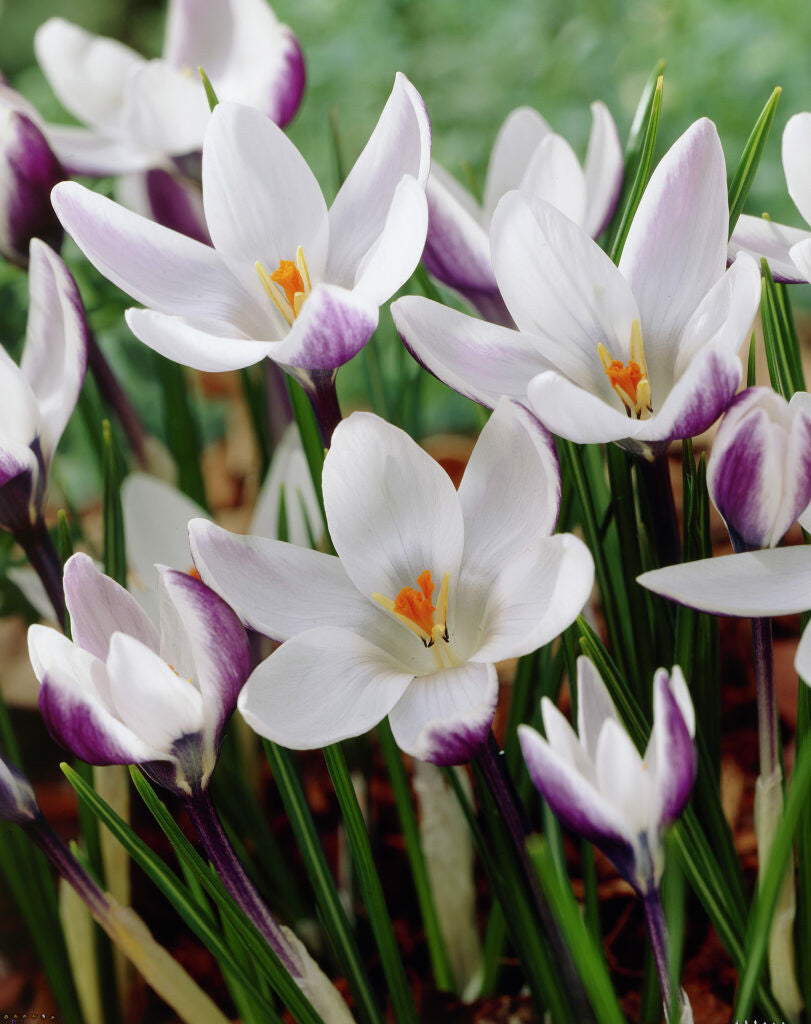 Crocus - Lady killer