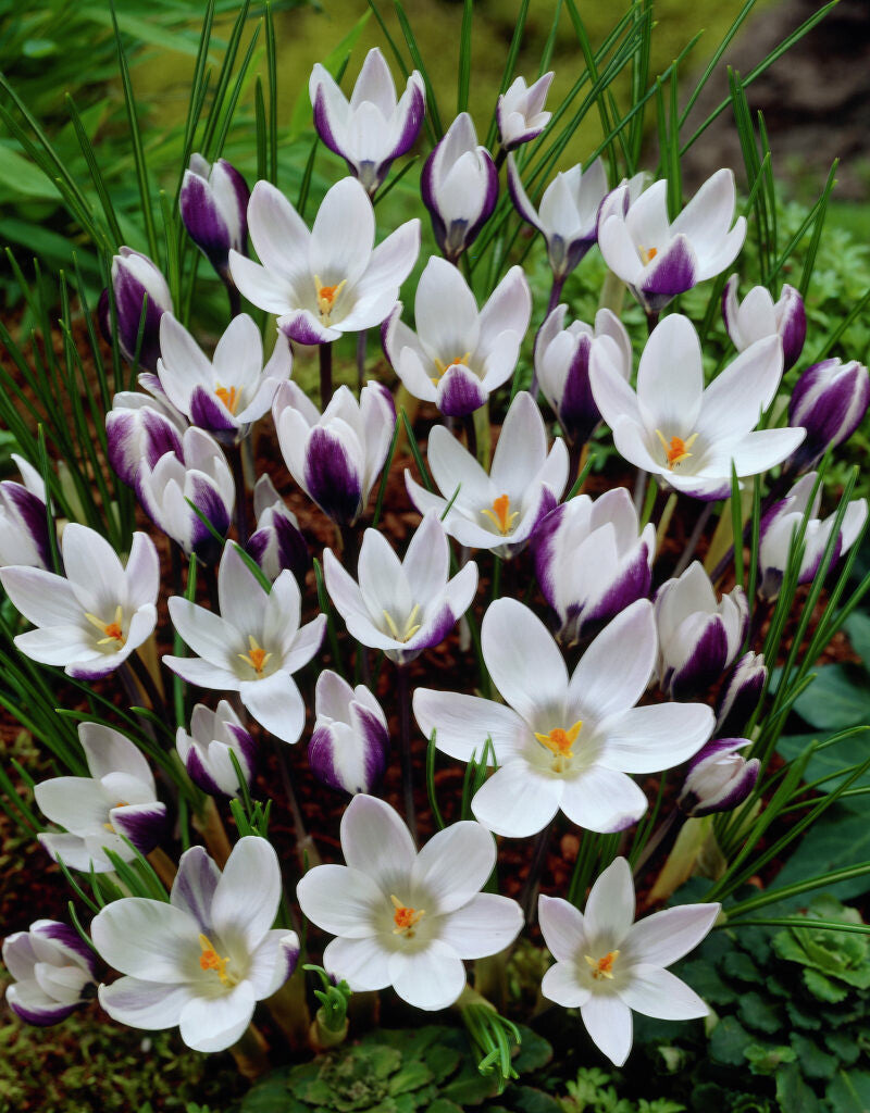 Crocus - Lady killer