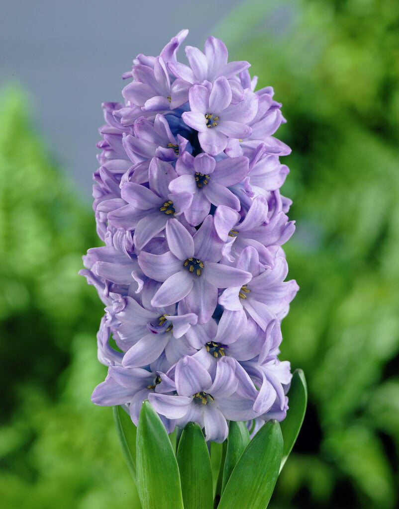 Jacinthe - Delft blue