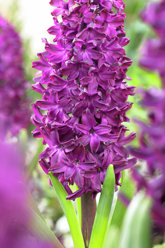 Jacinthe - Woodstock