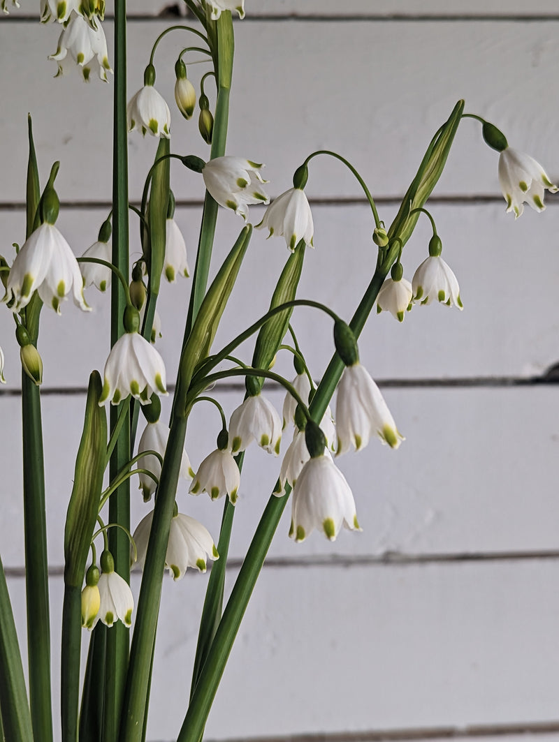 Floramama_Ferme_Florale_Leucojum_Bulbe_Automne