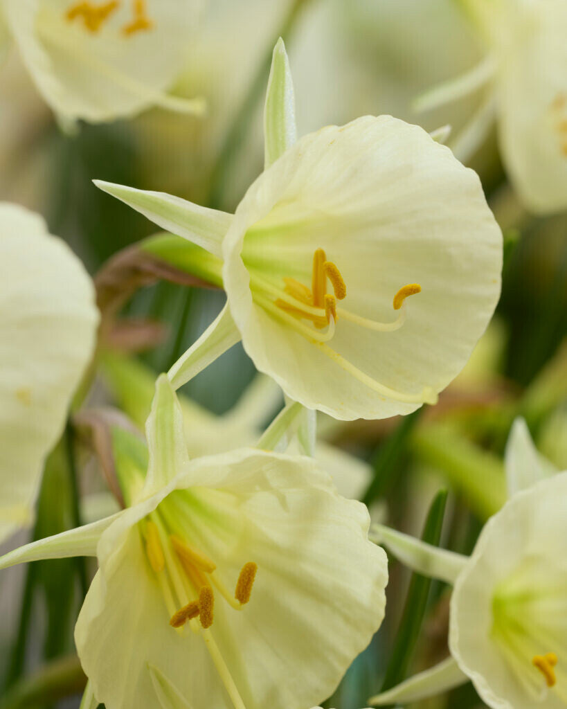 Narcisse - Arctic Bells