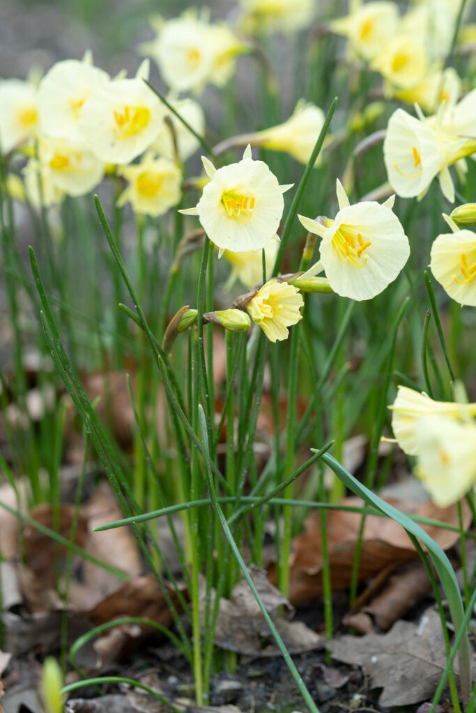 Narcisse - Arctic Bells