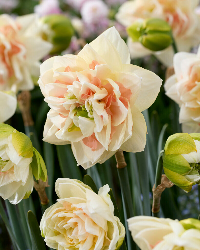 Narcisses - Pom Pom Rose
