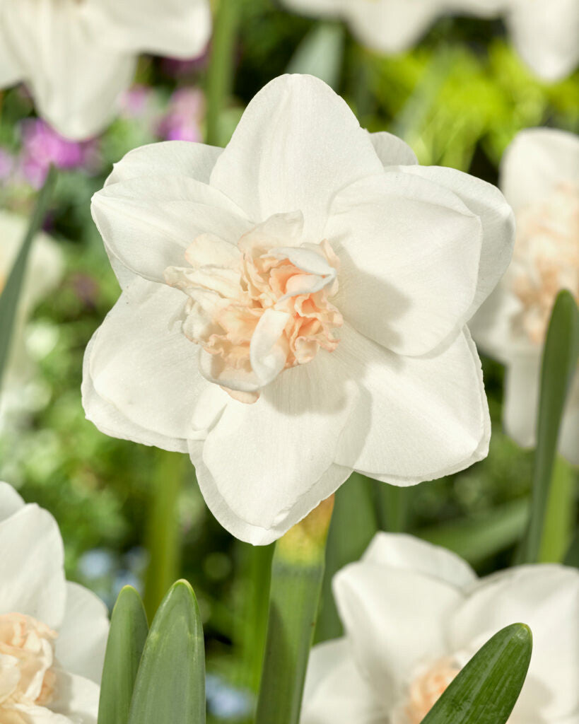 Narcisse - Tender Beauty