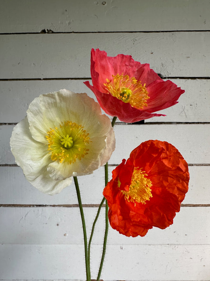 Floramama_Ferme_Florale_Pavot_D_Islande_Bublble_Champagne