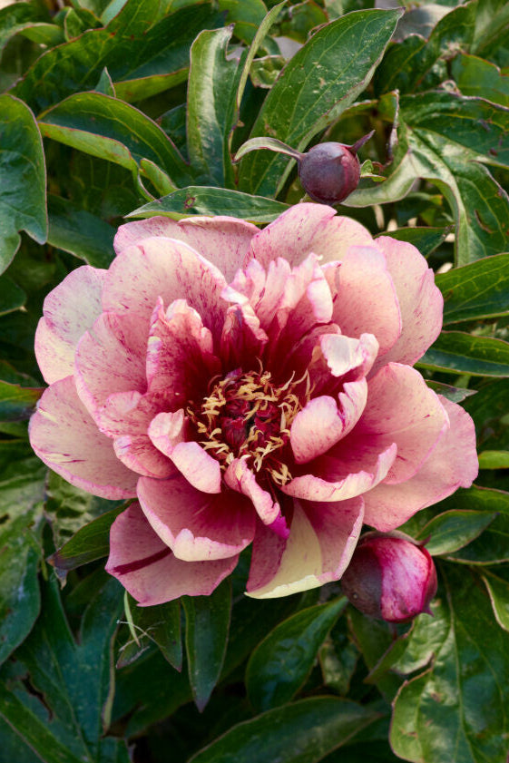 Pivoine - All that jazz™