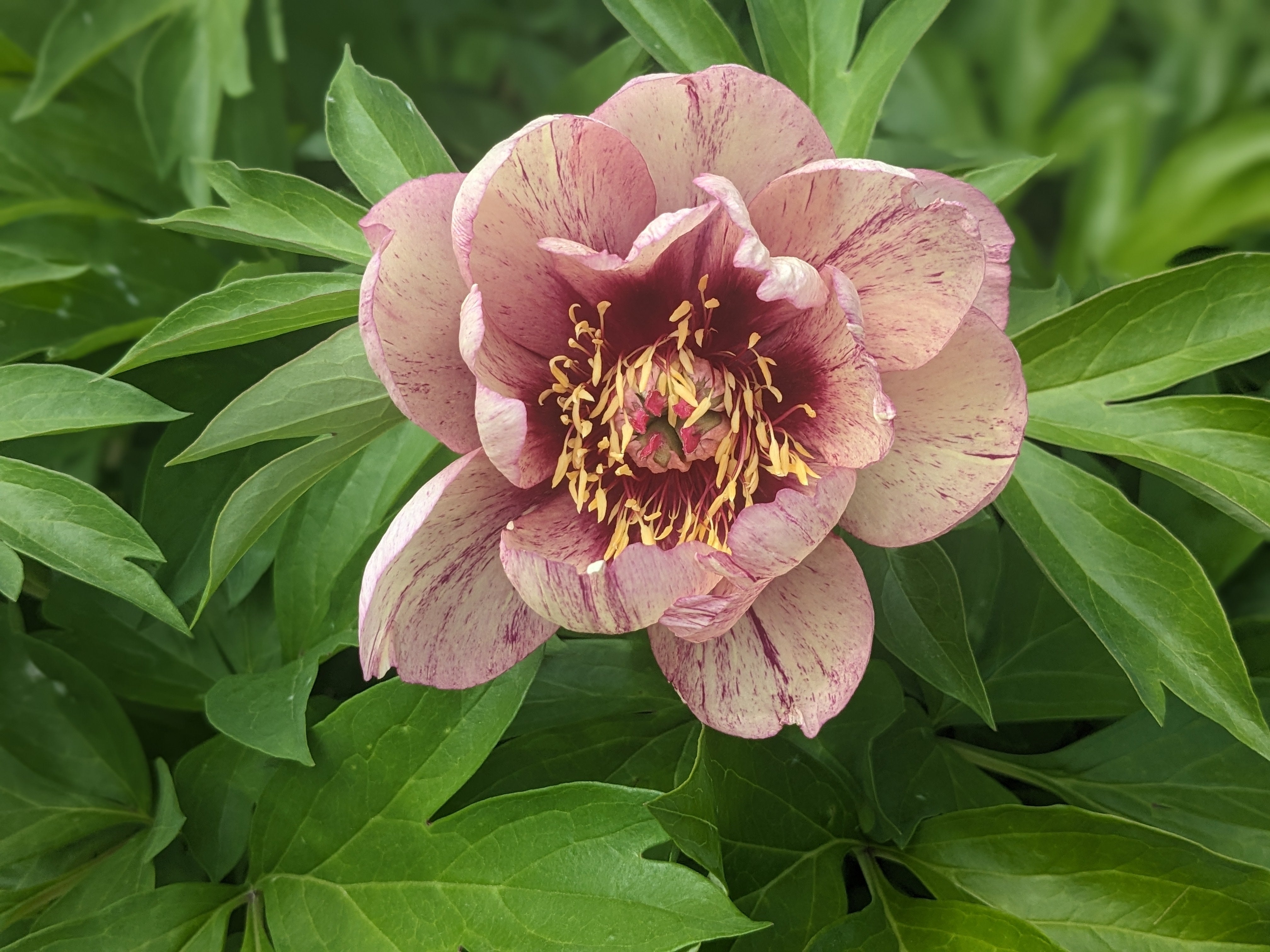Pivoine - All that jazz™