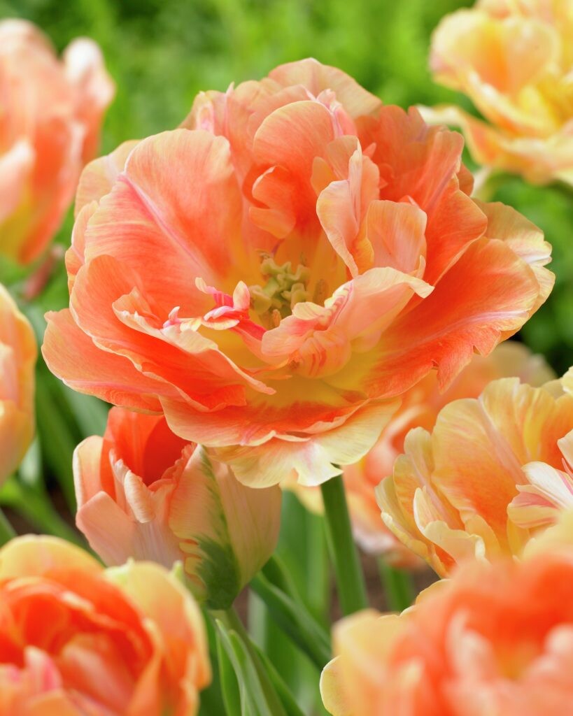 Tulipe - Charming Beauty
