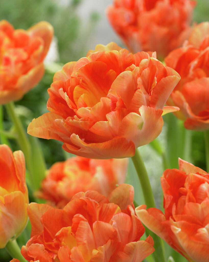 Tulipe - Charming Beauty