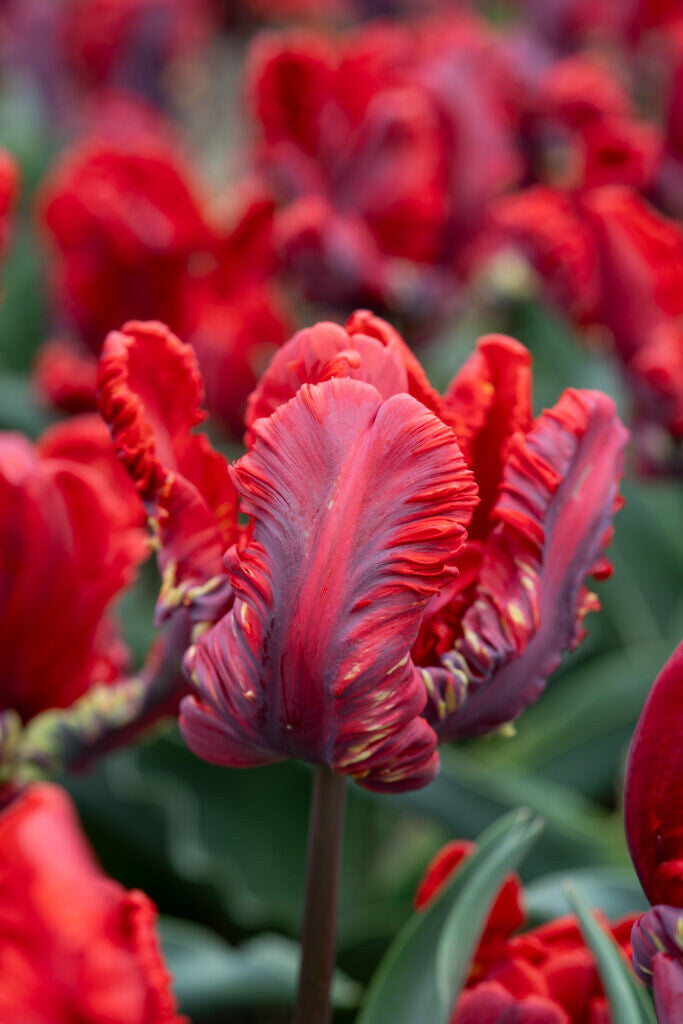 Tulipe - Rococo