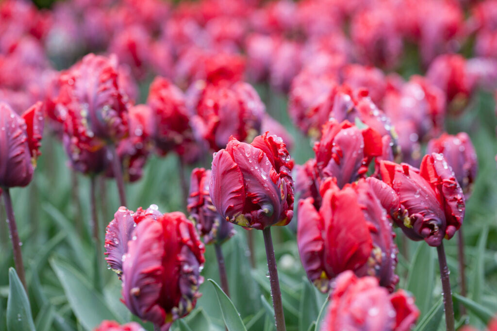 Tulipe - Rococo