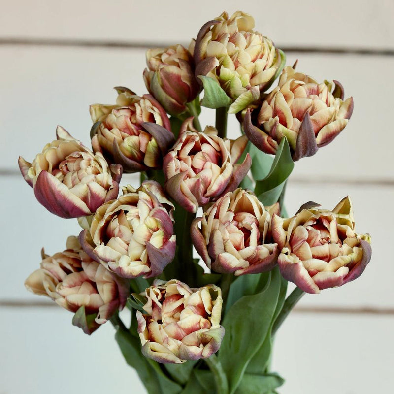Floramama_Ferme_Florale_Tulipe_Wyndham_Bouquet_Tulipes