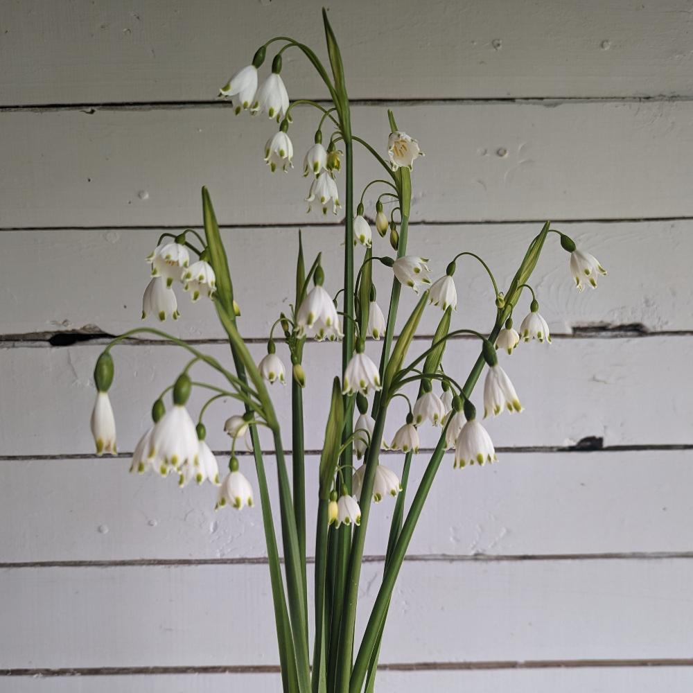 Floramama_Leucojum_Gravetye_Giant