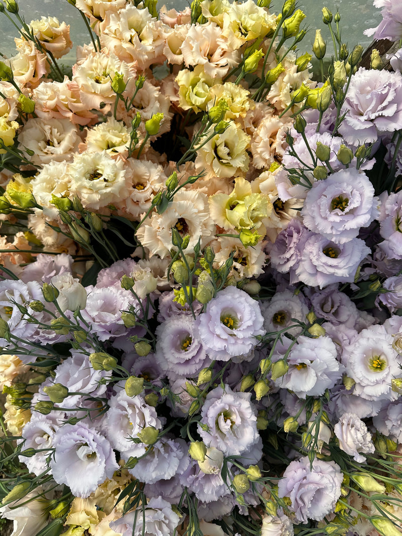 Floramama_Lisianthus_Voyage_Apricot_F1