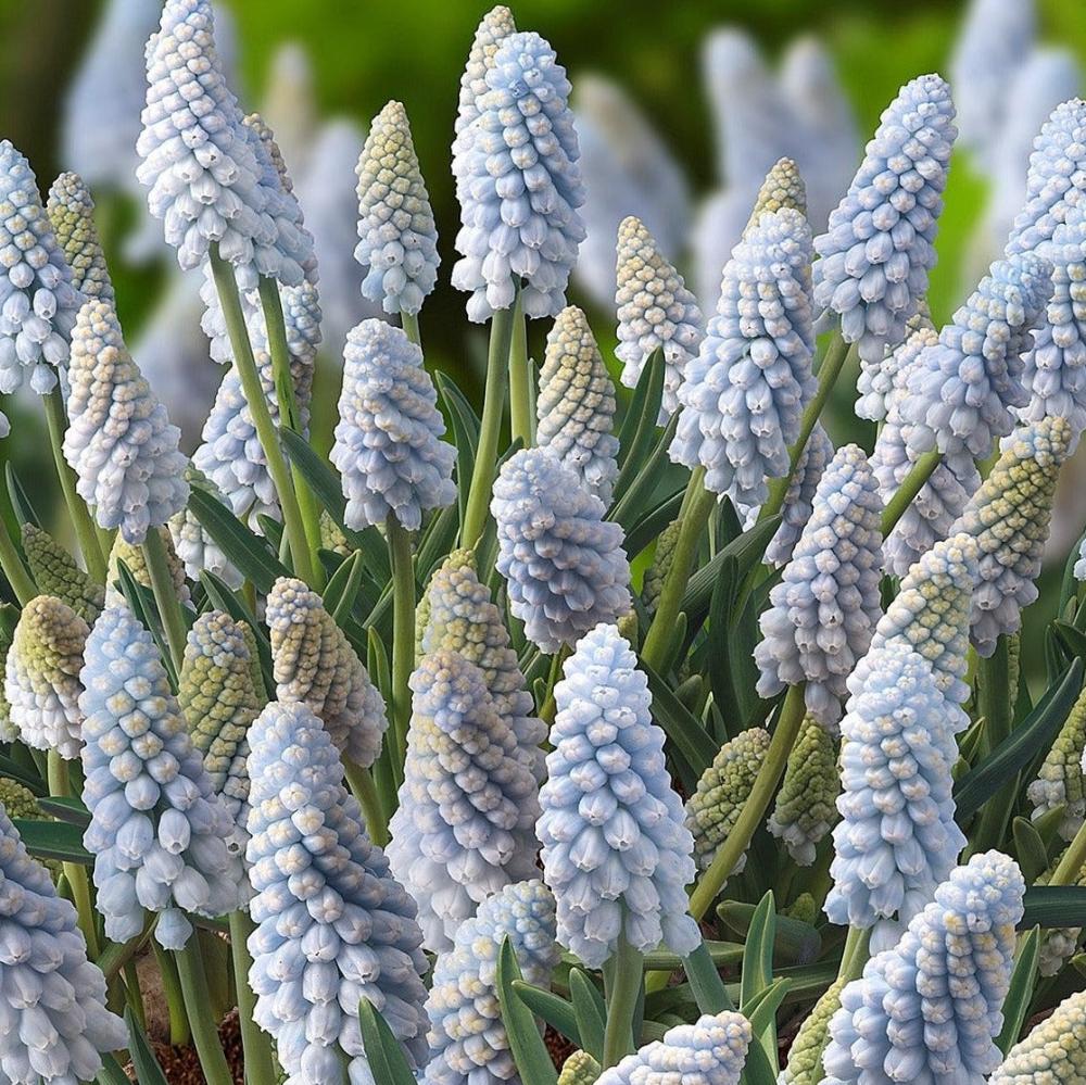 Floramama_Muscari 