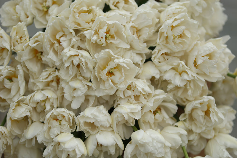 Floramama_Northcap_Tulip_2026