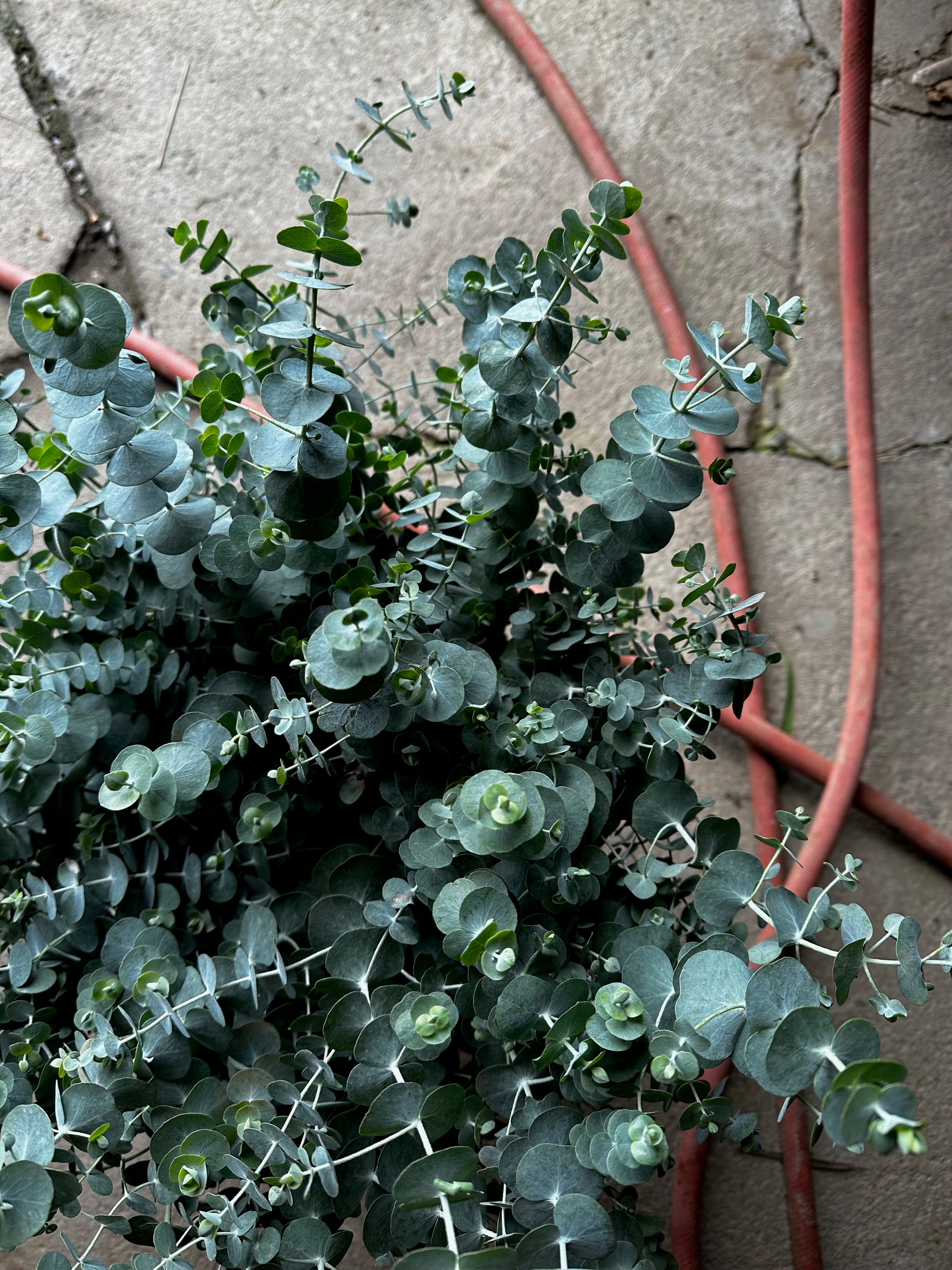 Floramama_Semences_Eucalyptus_Baby_Blue