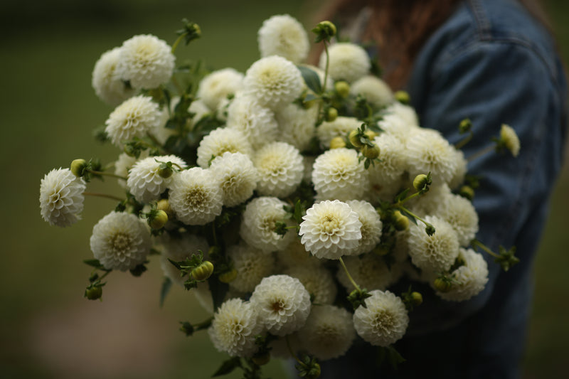 Floramama_Tubercule_Dahlias_2026