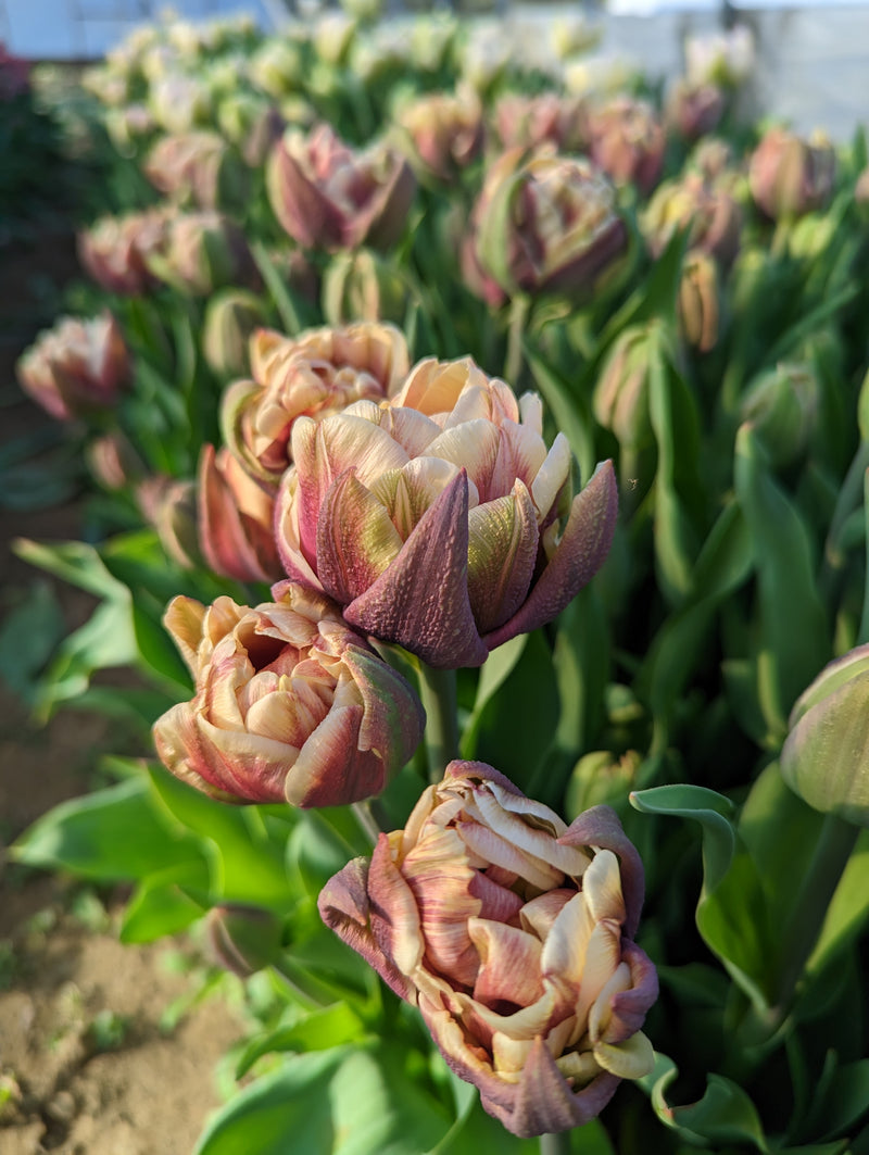 Floramama_Tulipe_Wyndham