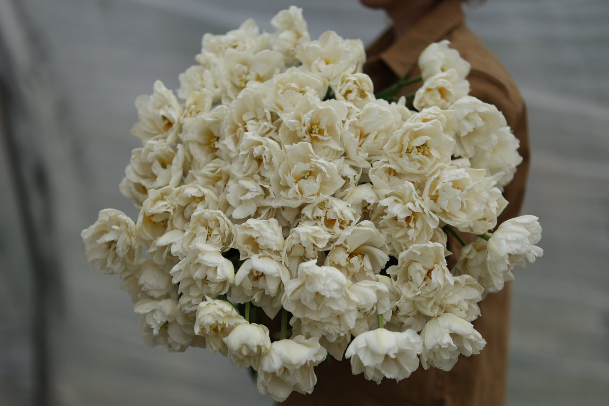 Floramama_Tulipes_Northcap