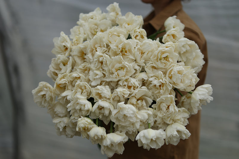 Floramama_Tulipes_Northcap