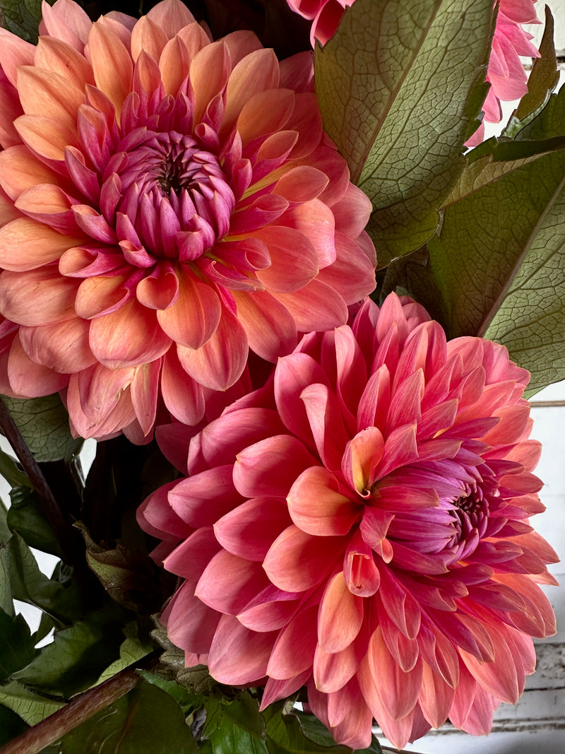 Floramama_Turbercule_Dahlia_Sweet_Sanne