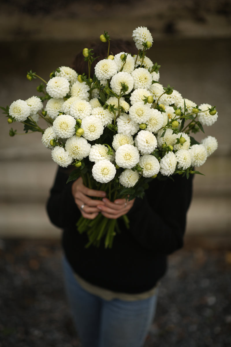Floramama_Turbercule_Dahlias_Caro