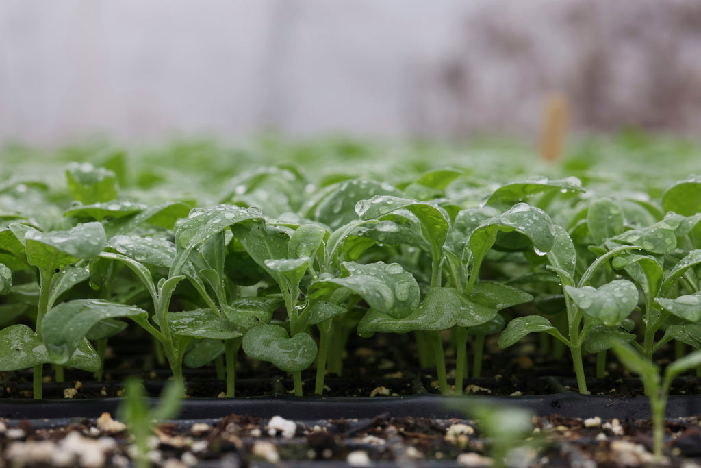 Floramama_Vente_Plants_Ferme_Floramama