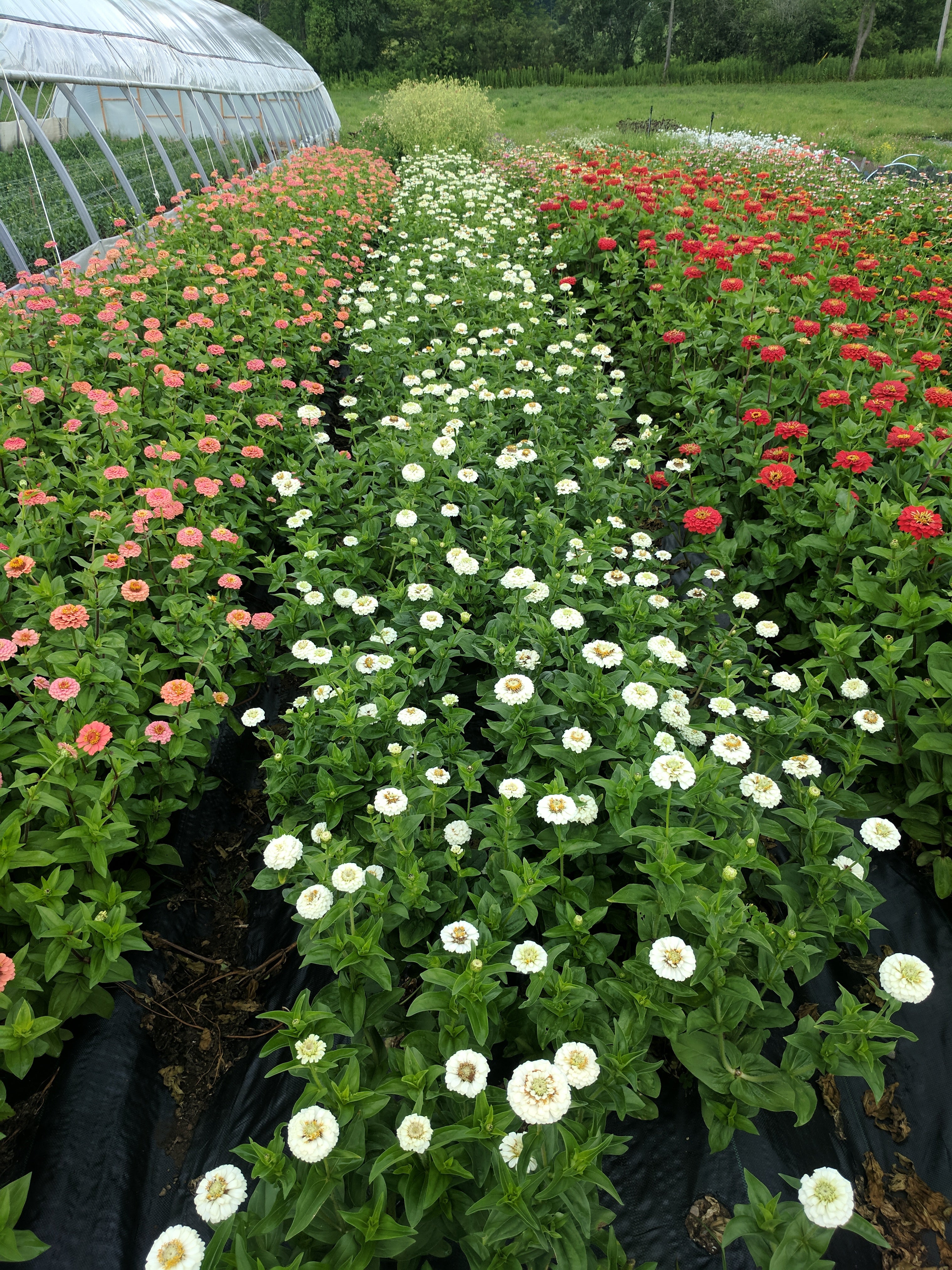 Floramama_Zinnia_Oklahoma_White