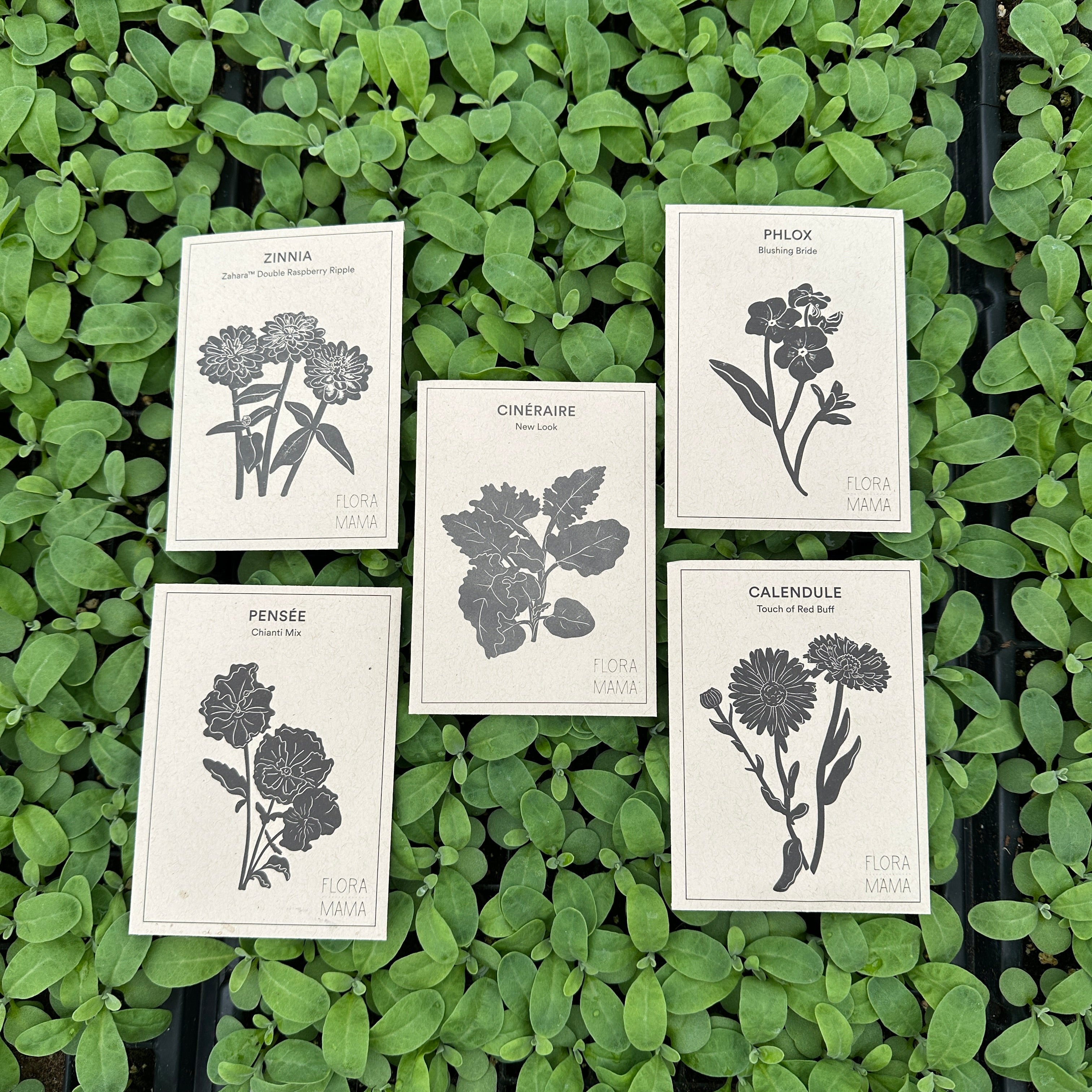 Fleurs en pots