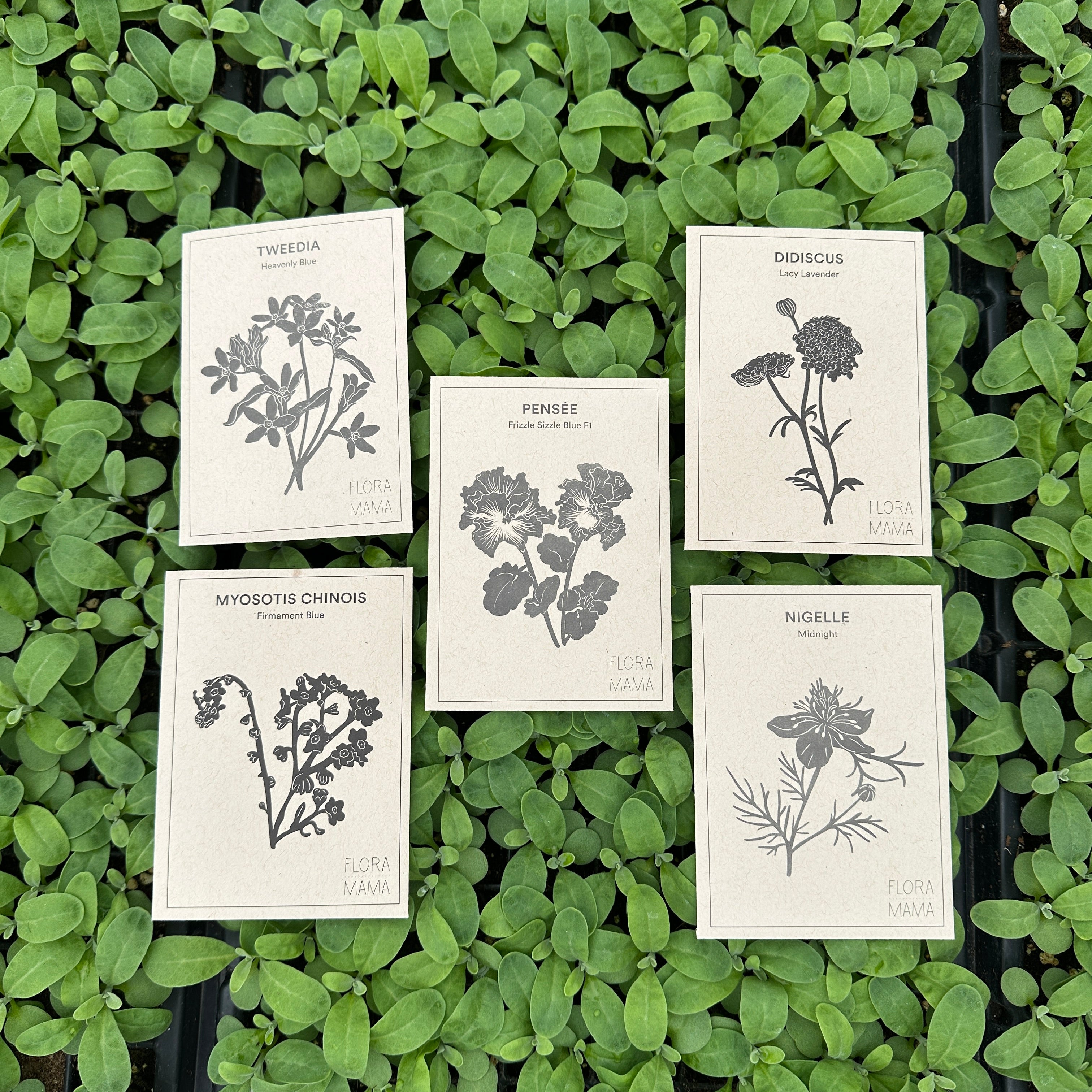 Fleurs bleutées