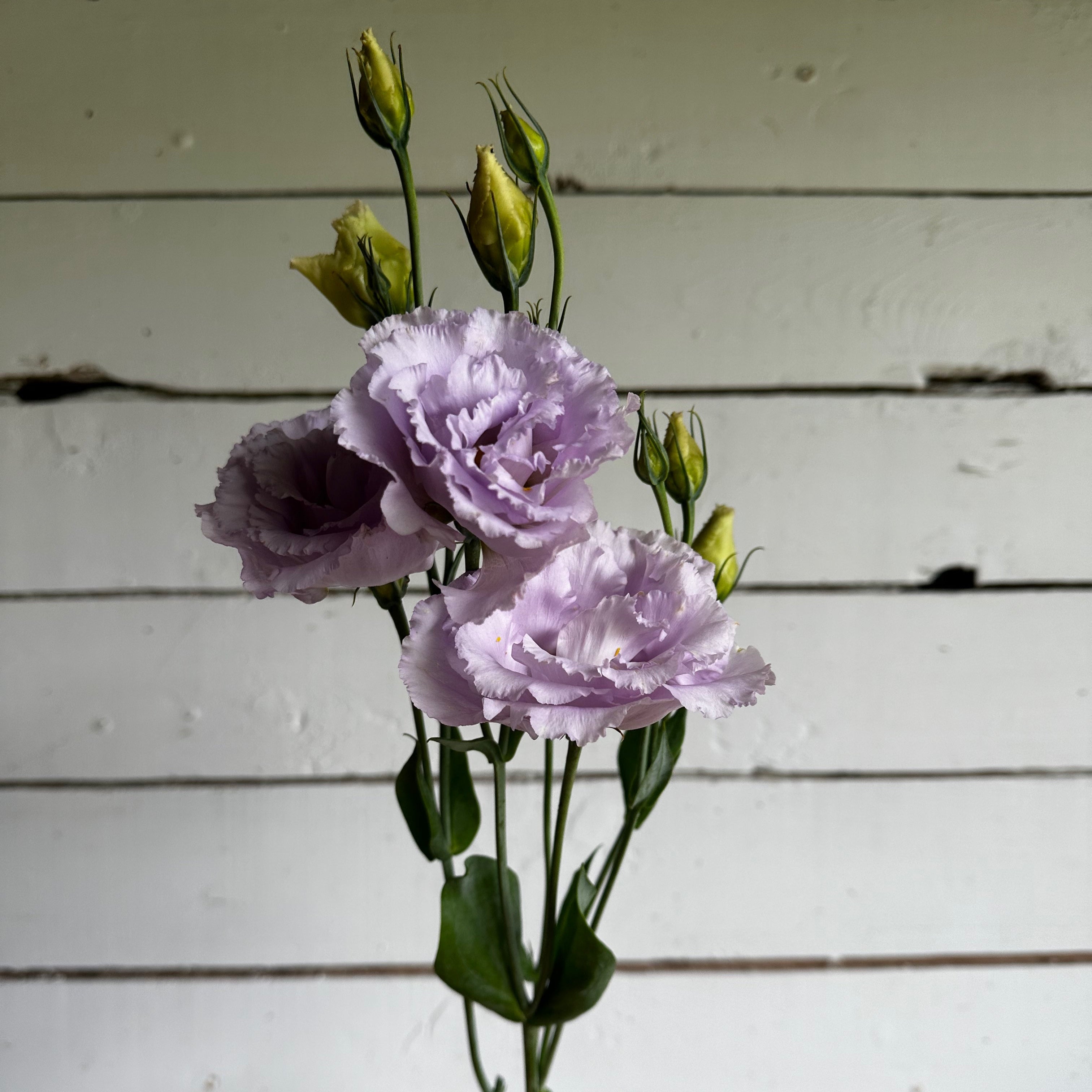 lavender lisianthus flower Lisianthus Voyage Lavender F1 – Floramama
