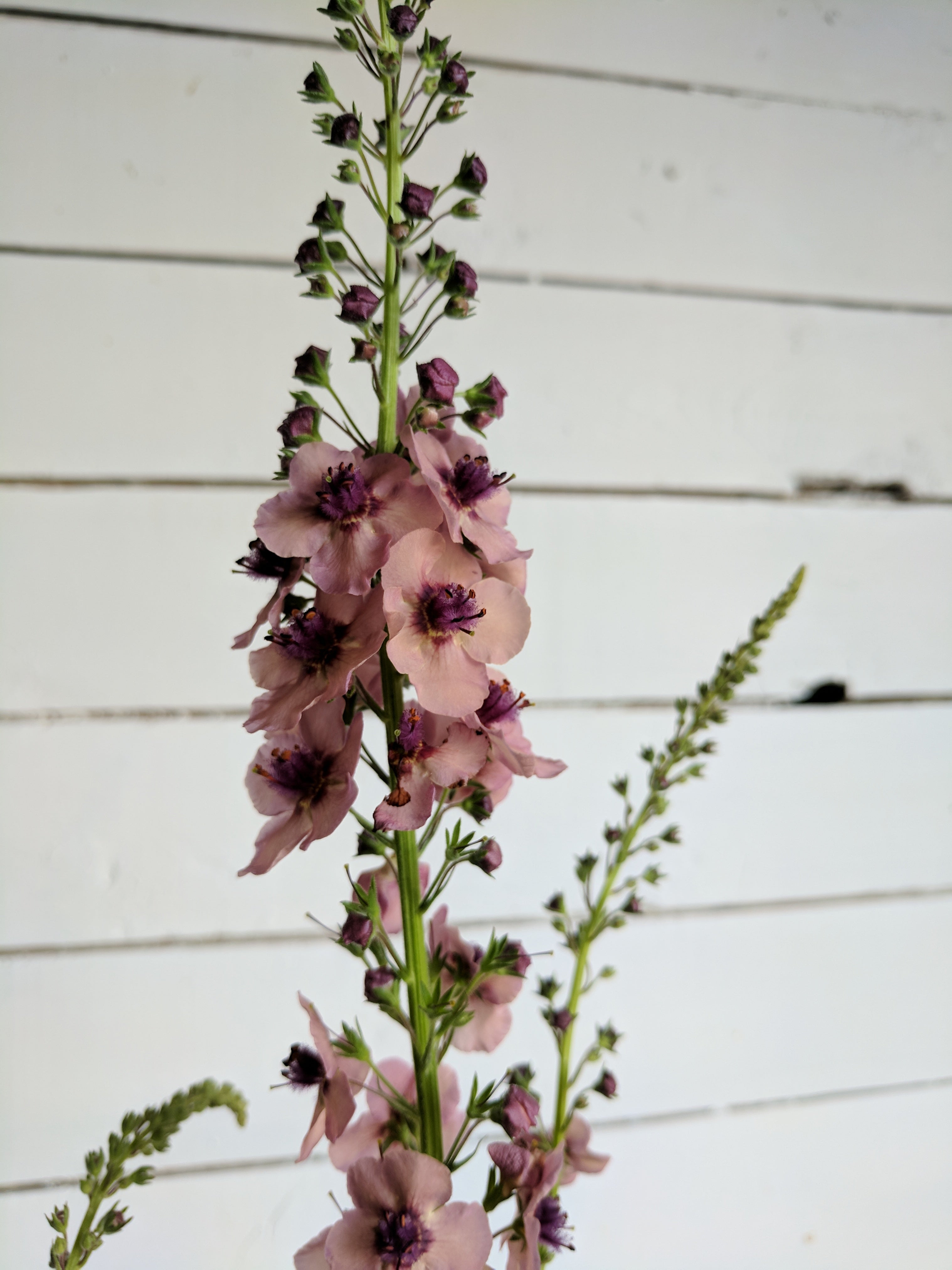 Verbascum Southern Charm