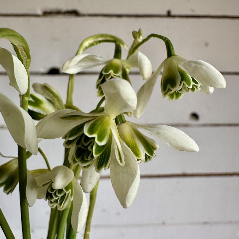 Perce-neige Flore Pleno