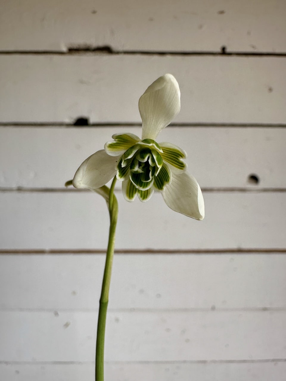 Perce-neige Flore Pleno