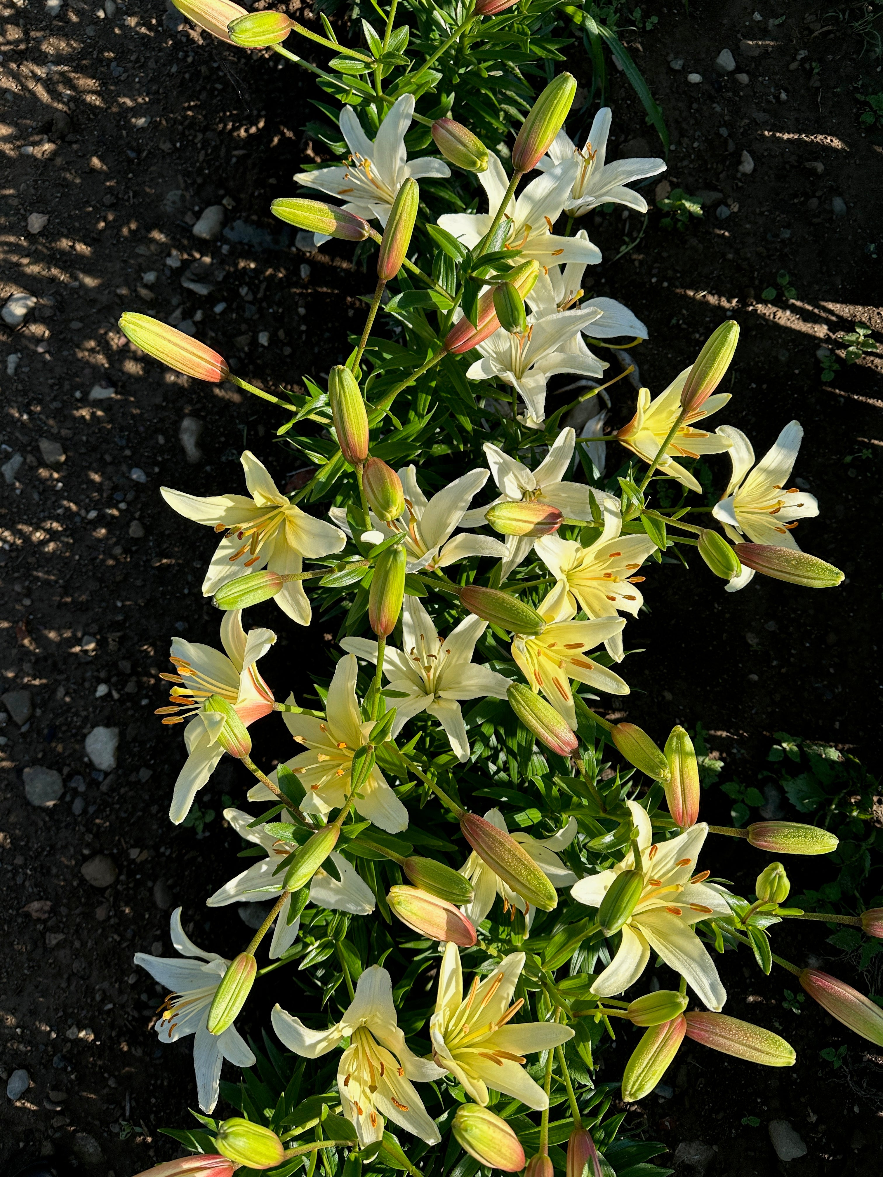 【Lily♡】 Asiatic Lily - Pearl Frances – Floramama