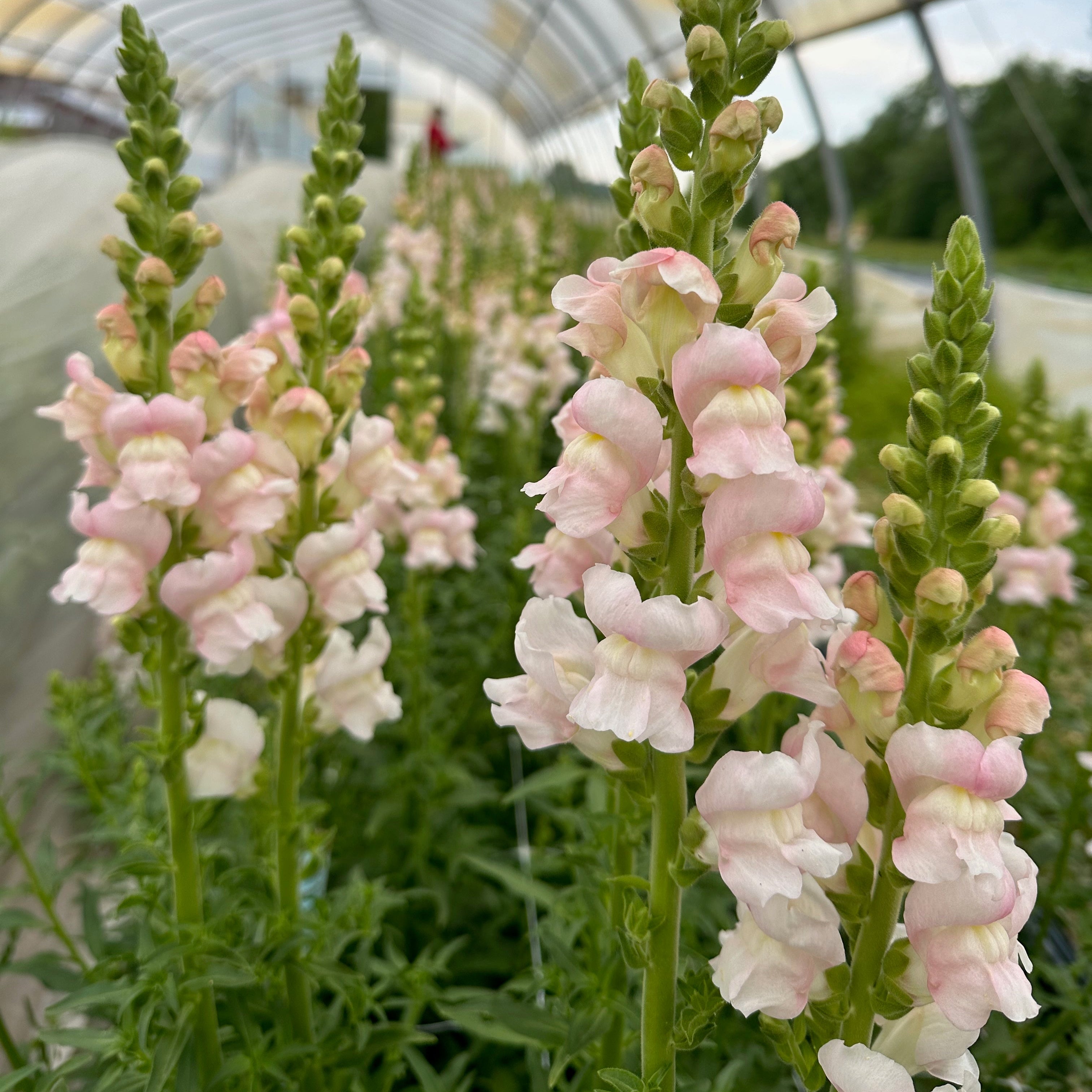 Muflier Avignon Silver F1