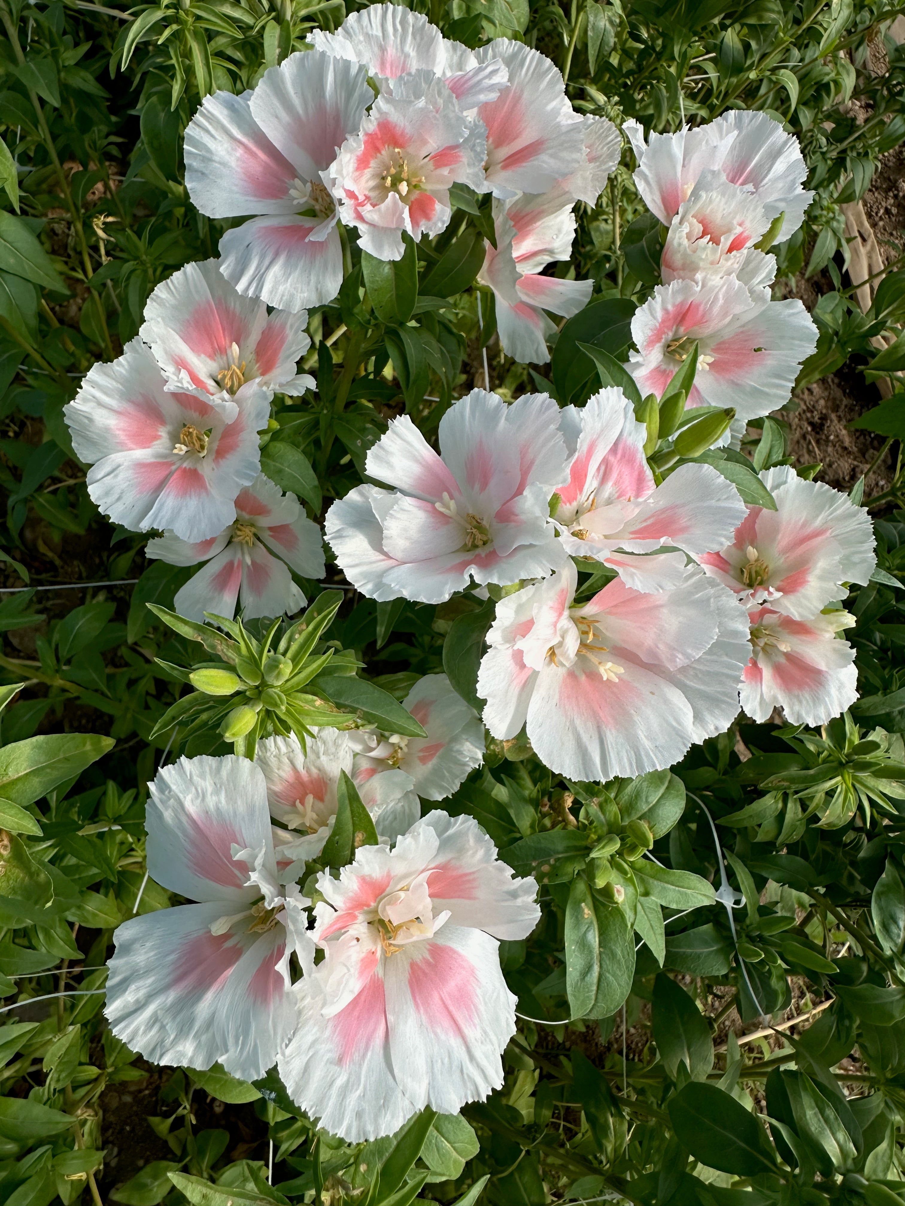 Godetia Shell Pink