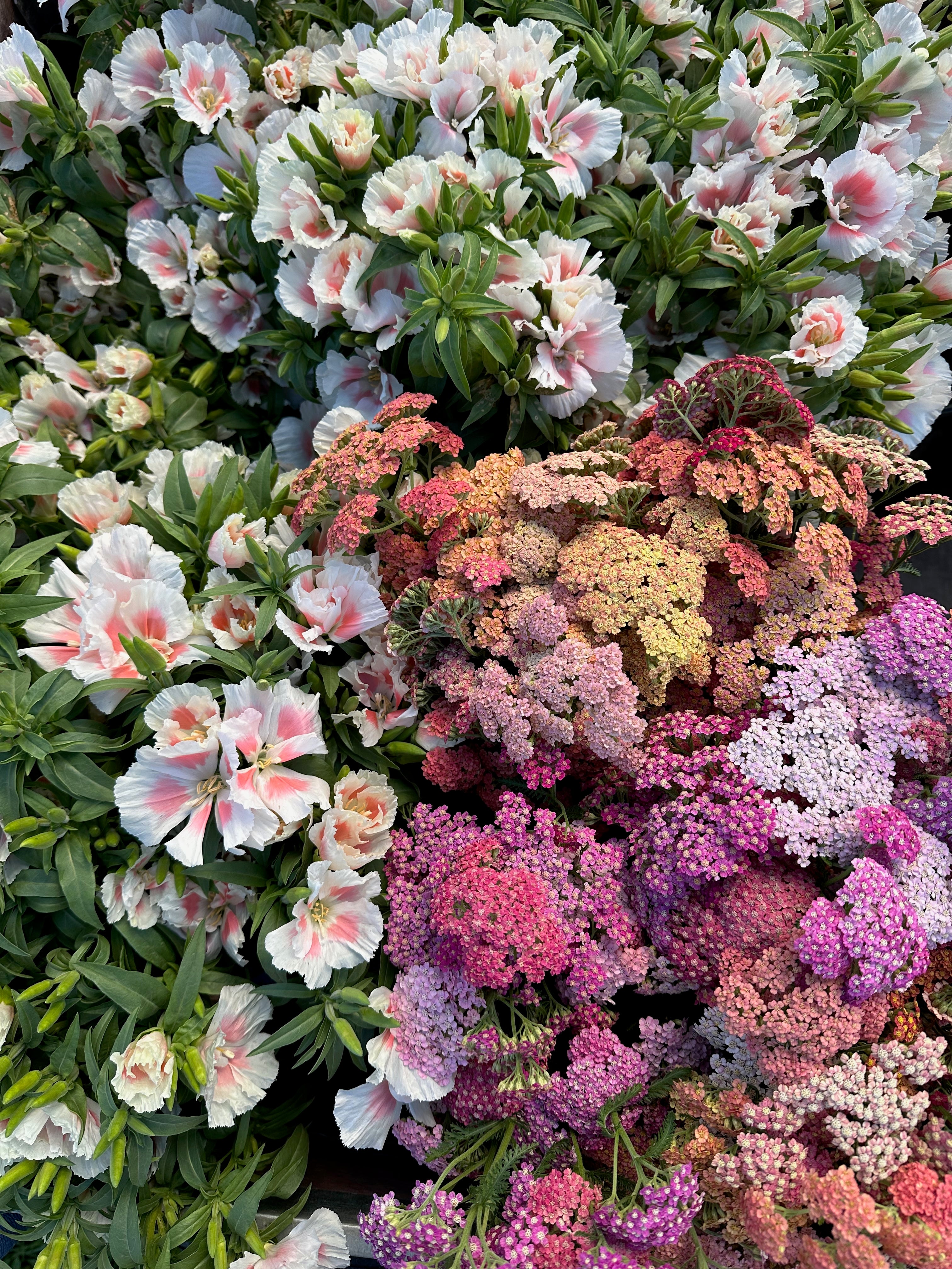 Godetia Shell Pink