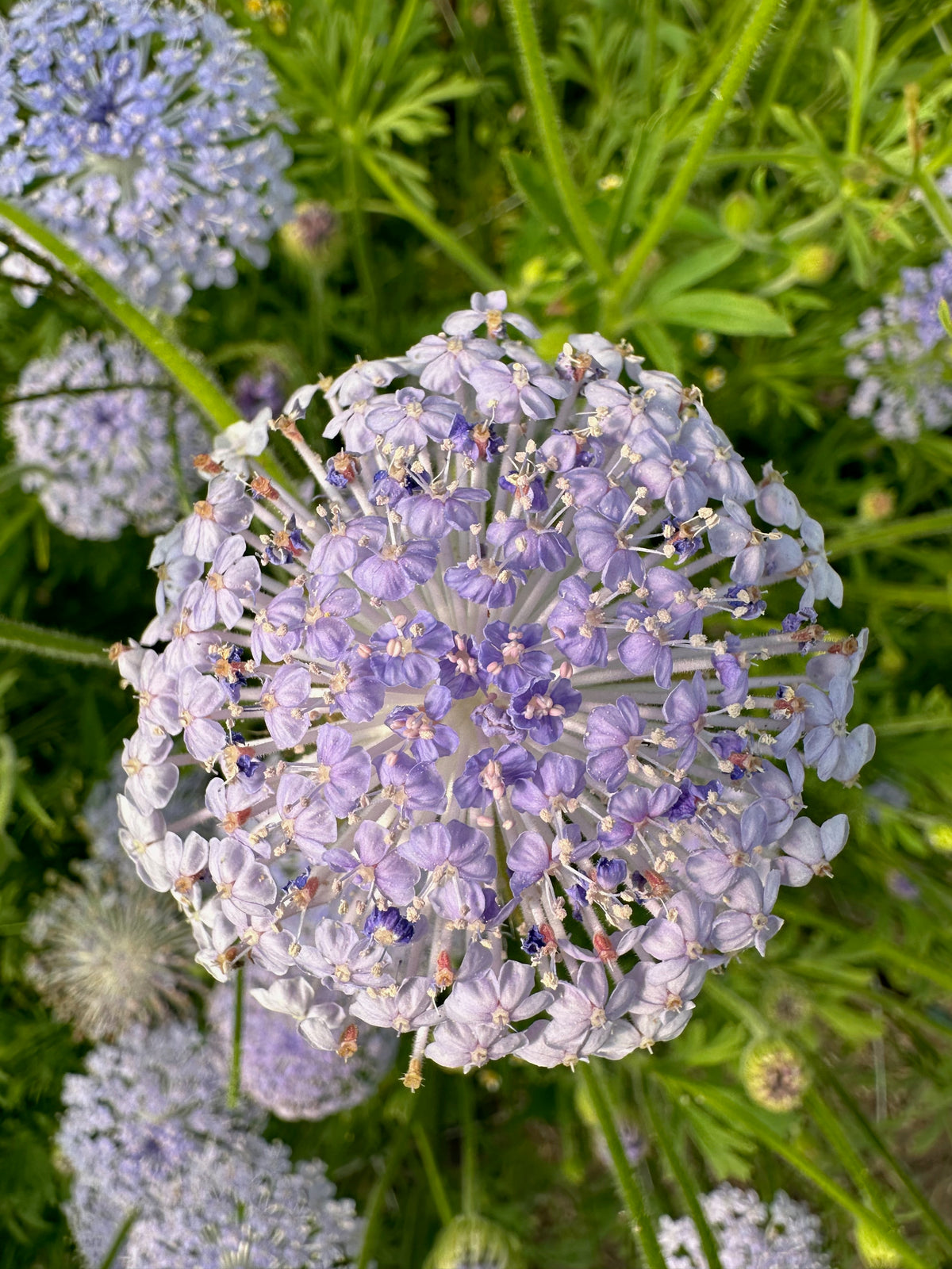 Didiscus Lacy Lavender – Floramama