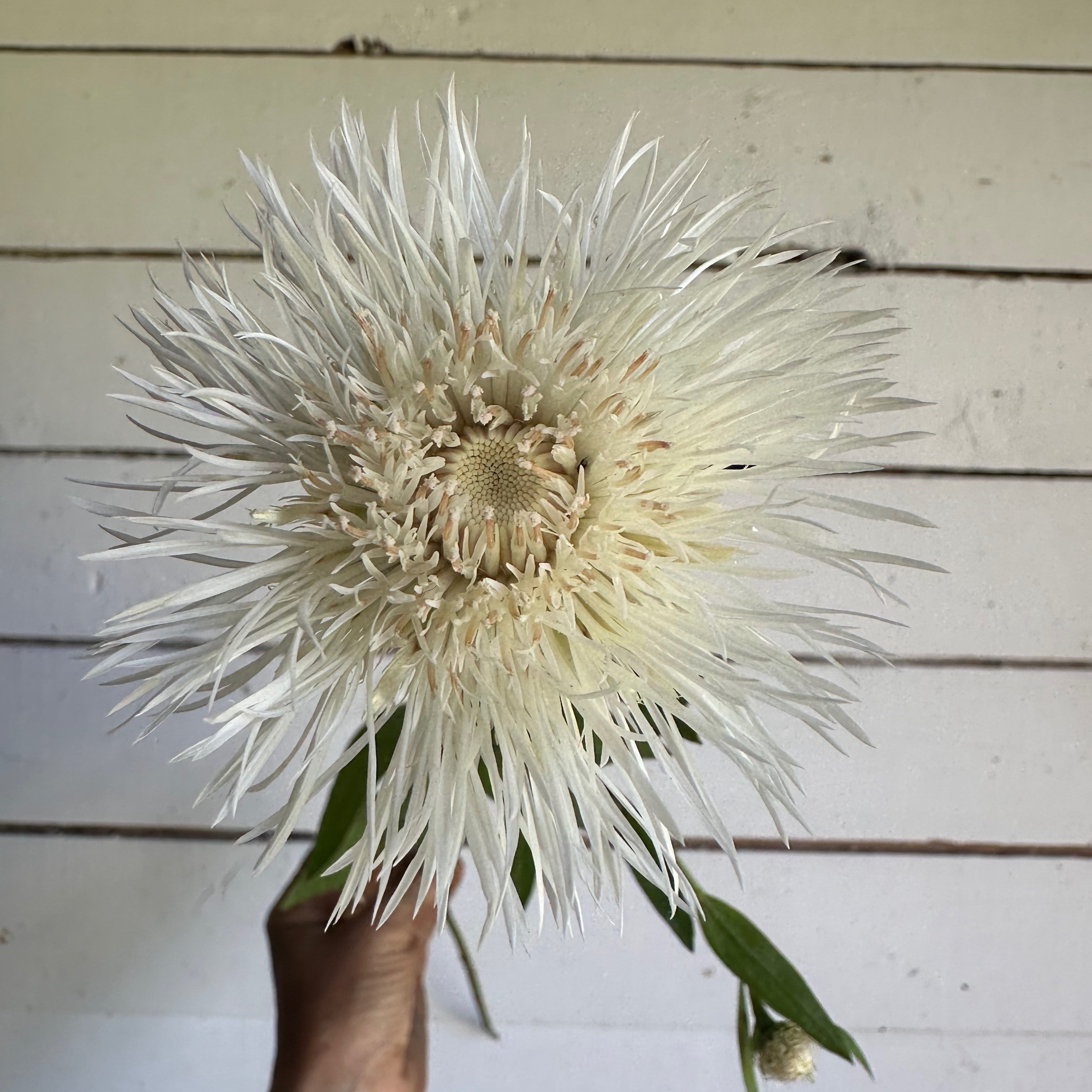 Centaurée Aloha Blanca