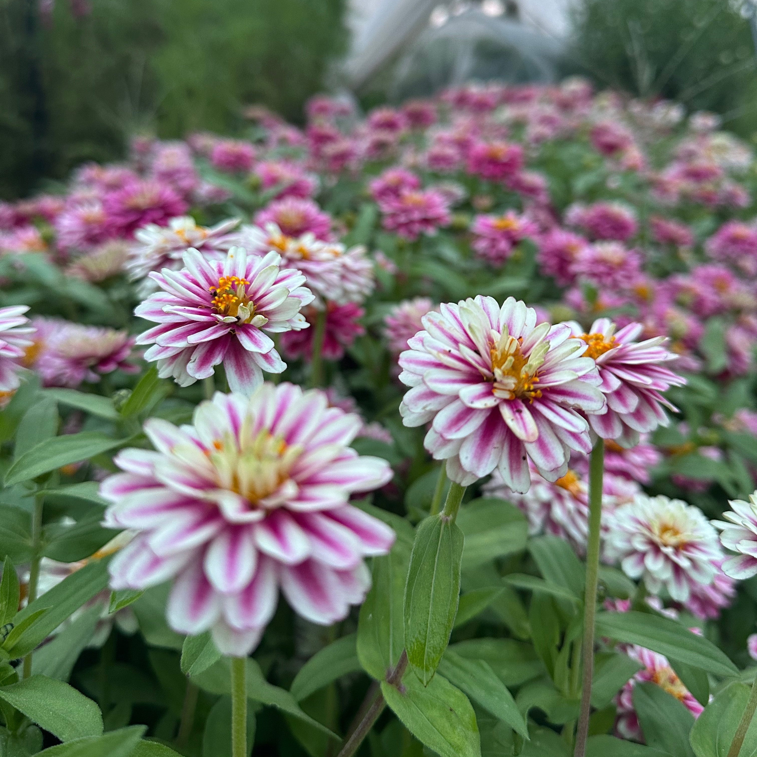 Zinnia Zahara™ Double Raspberry Ripple – Floramama